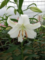 [5269 Casa Blanca 2N No01.JPG]